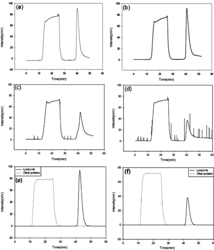 Fig. 3. Chromatograms of lysozyme from ion exchange column and simulation under various temperatures at pH 5; (a, e) 25 o C, (b) 30 o C, (c) 35 o C, (d, f) 40 o C [IP 1 , IP 2  and IP 3  of lysozyme; (e) 0.8/7.0*10 −2 /-1.5, (f) 0.8/1.12*10 −2 /-4].