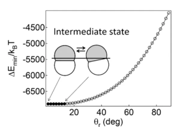 Fig. 7. Attachment energy profile showing the intermediate state of Janus dumbbells with AR d =1.5, R A =R P =10 nm,  θ A =110 o , and  θ P =40 o  at the oil-water interface ( γ ow =50 mN/m)