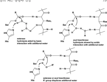 Fig. 5. Hypothesis of how the orientation of the oxyanion loop affects the activation of water [34].