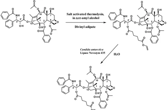 Fig. 8. Regioselective acylation and deacylation of paclitaxel using the combination of protease and lipase [54].