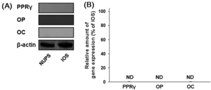 Fig. 5. The expression of adipogenic (PPR γ) and osteogenic (OP and OC) differentiation markers in the hADSCs cultured with different scaffolds as evaluated by (A) western blot analysis and (B) real time quantitative PCR (ND: not detected).