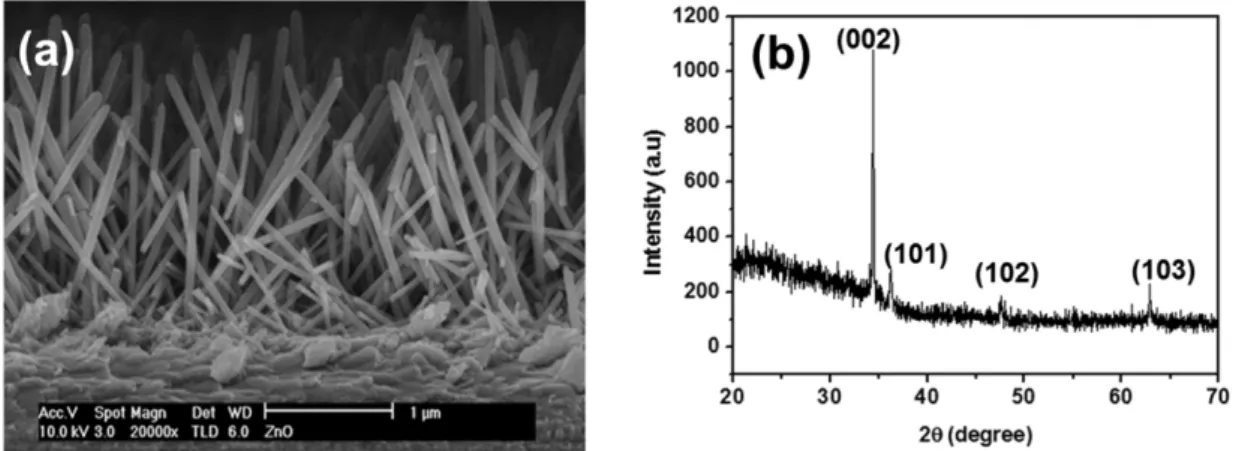 Fig. 5. The typical (a) SEM cross-sectional image of 1D ZnO nanorods grown on blocking interlayer/FTO substrate prepared by SPD method at 450 o C and (b) XRD pattern of 1D ZnO nanorods.