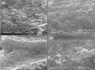 Fig. 3. Scanning electron microscopic cross - section images of silk fabrics separators, obtained using PVdF - HFP and (a) DBP 40 wt%, (b) DBP 50 wt%, (c) DBP 40 wt%+silica, and (d) DBP 50 wt%+silica.