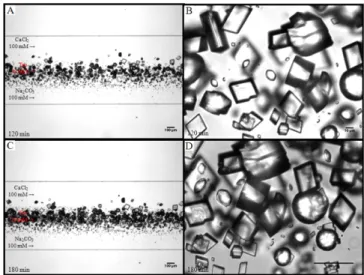 Fig. 6. History of crystallization by CaCl 2  and Na 2 CO 3  after 60 min;
