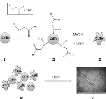Fig. 1 과 2는 자가조립 현상으로 형성된 CdTe 나노리본의 TEM 이 미지이다. 독특한 경사 구조를 가진 CdTe 나노리본은 여러 층으로 구성되어있으며, 접힌 부분의 두께는 접히지 않은 부분에 비하여 약 두 배 정도 되었다