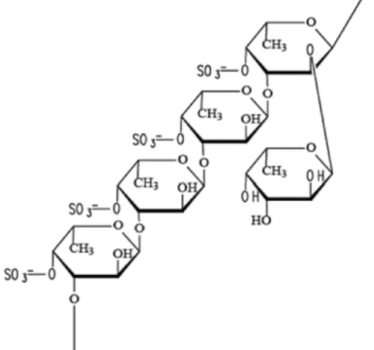 Fig. 2. Process flow diagram of fucoidan extraction and separation.