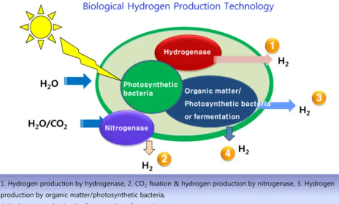 Fig. 2 의  1번 경로는 녹조류(green algae)가 빛을 흡수하여 물로 부터 양성자와 전자를 공급받아 수소를 생산하는 직접 물분해(direct photolysis)  수소생산을 나타내며, 2번 경로는 질소고정효소에 의한 광합성작용으로 물을 분해하여 산소를 발생하고 동시에 공기중의 이산화탄소를 고정하며 수소를 발생하는 효소관여 수소생산(indirect photolysis or two-stage photolysis), 3 번 경로는 유기물로부터 p