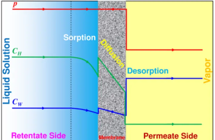 Fig. 2. Schematic representation of concentration and pressure pro- pro-files through the membrane.