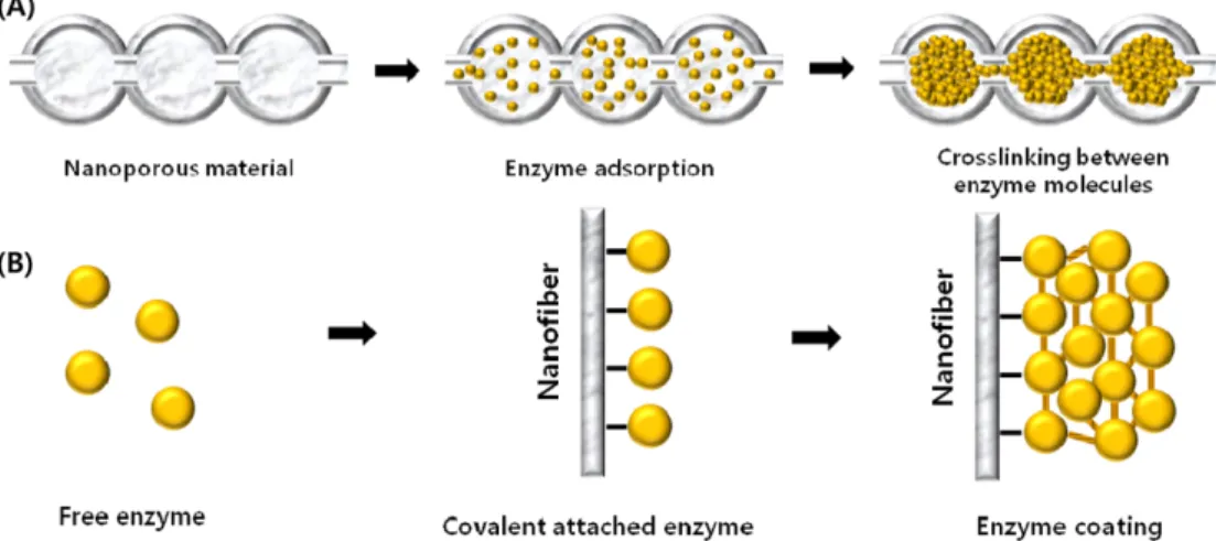 Fig. 3. Nanobiocatalysts: (A) nanoscale enzyme reactors(NER), and (B) enzyme coatings(ECs).