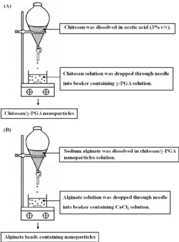 Fig. 1. Preparation of (A) chitosan/γ-PGA nanoparticles and (B) alginate beads containing nanoparticles
