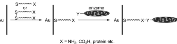 Fig. 1. Molecular structures of universal, long-chain alkylthiol(LCAT) linkers 1 and 2 functionalized by amine and carboxylic acid groups, respectively.