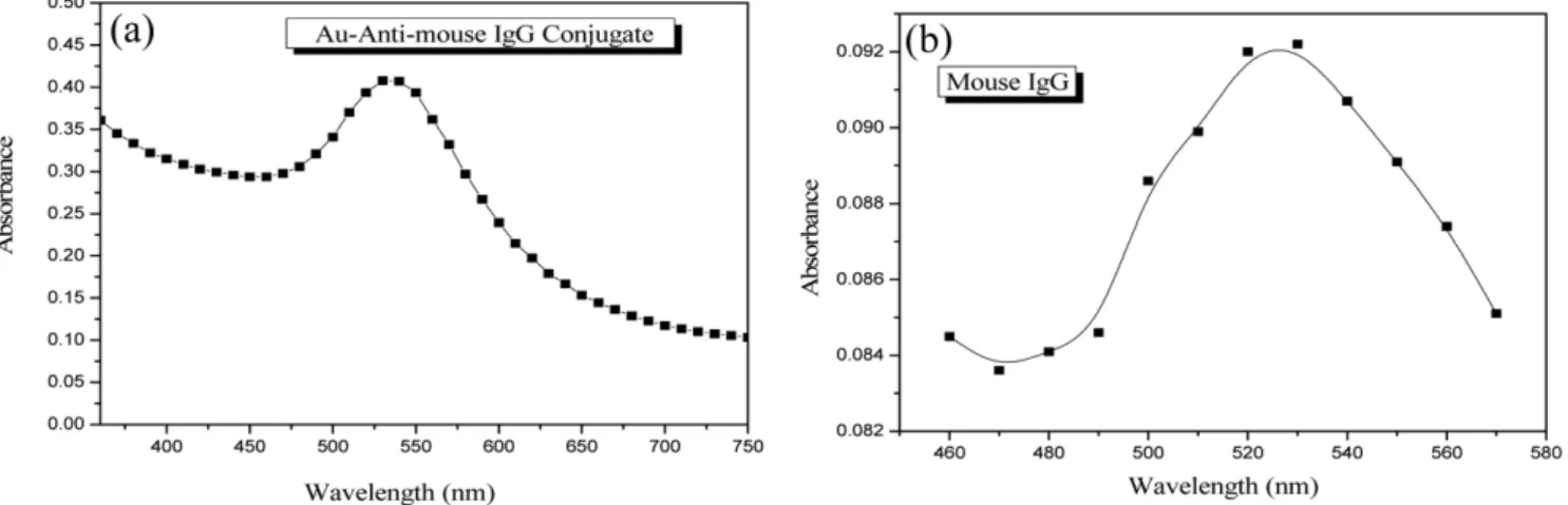 Fig. 5 는 골드 표면 위에 고정화된 G-Anti MIgG 합성물과 블러킹 버퍼 그리고 Mouse IgG를 AFM(multymide+, Digital instrument)를 이용하여 촬영한 사진이다