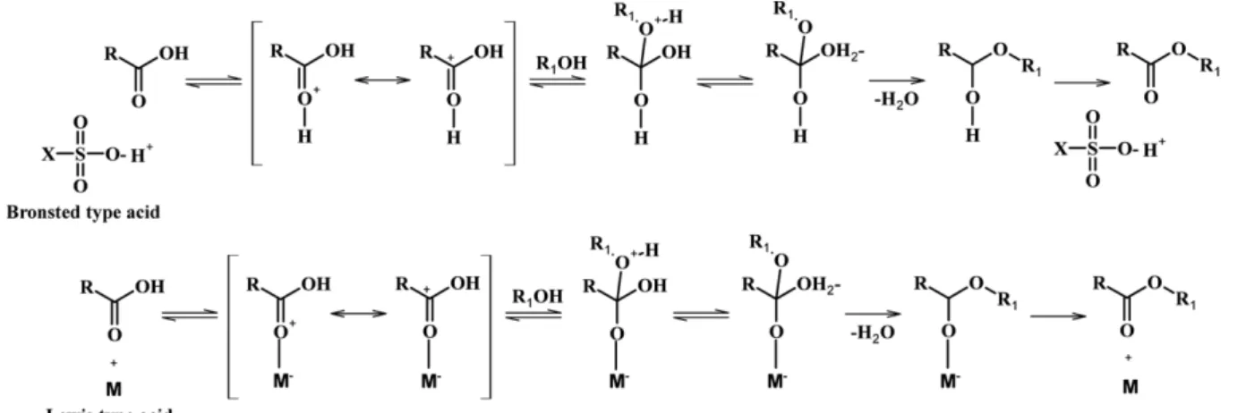 Fig. 1. Mechanism for esterification using two type acid catalysts[7].