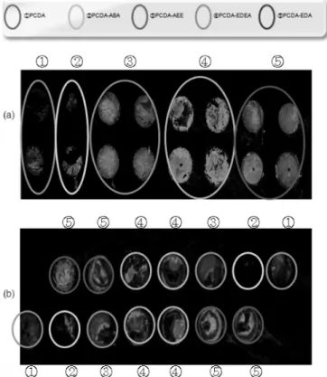 Fig. 5. Fluorescence image of mini-arrayers LS film on various PDAs.