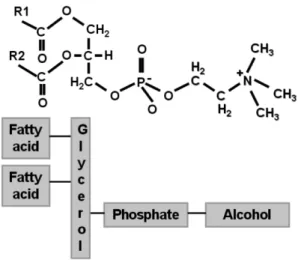 Fig. 1. Structure of phosphatidycholine molecule.