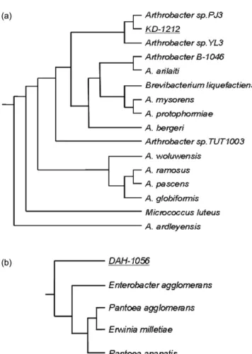 Fig. 6. Scanning electron micrograph of the consortium of strain DAH- DAH-1056 and ED-1138.