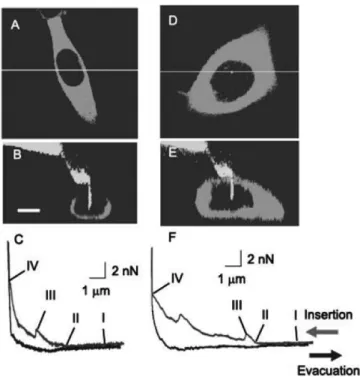 Fig. 4. Observation of nanoneedle insertion into a cell and force dis- dis-tance curve