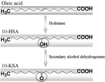 Fig. 1. Microbial conversion scheme and related enzymes for 10- 10-KSA formation via 10-HSA from oleic acid by   Flavobacte-rium sp