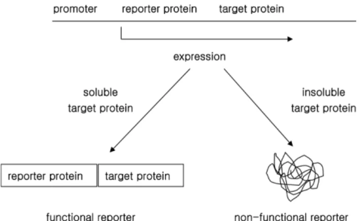 Fig. 2. Construction of antibiotic resistance reporter using beta-lac- beta-lac-tamase