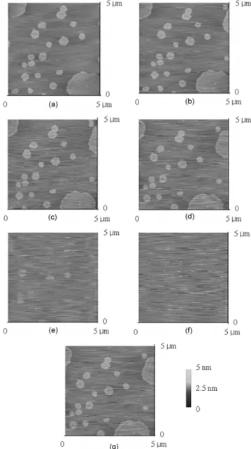 Fig. 1. Gray scale tapping mode images (5  µm×5 µm) of mixed DPPC/DOPC monolayer on mica: (A) 25 o C; (B) 30 o C;