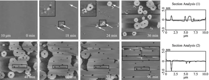 Fig. 3. In situ time-lapse AFM images of PrP106~126 amide diffusion in POPC SLB buffered by HBS