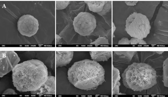Fig. 4. Polymorphism of CaCO 3  vaterite at t = 2 min, 15 min and 2 hr. (A) without, (B) with glycine