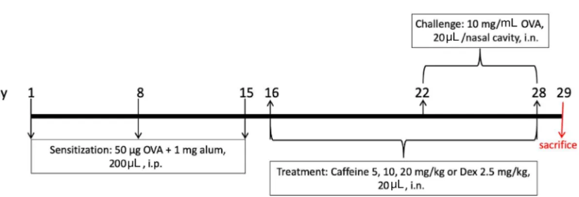 Fig. 2. Experimental timeline of allergic rhinitis induction and caffeine treatment. Mice in the OVA group, caffeine groups, and dexameth- dexameth-asone (Dex) group were sensitized with ovalbumin (OVA) on days 1, 8, and 15 and then challenged with OVA on 