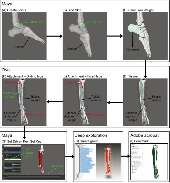 Fig. 1. Full process for making movable surface models of the Leg and foot. After importing the surface models of Visible Korean in Maya,  (A) two virtual joints were created in the ankle and subtalar joints of the surface models using the Create joints to