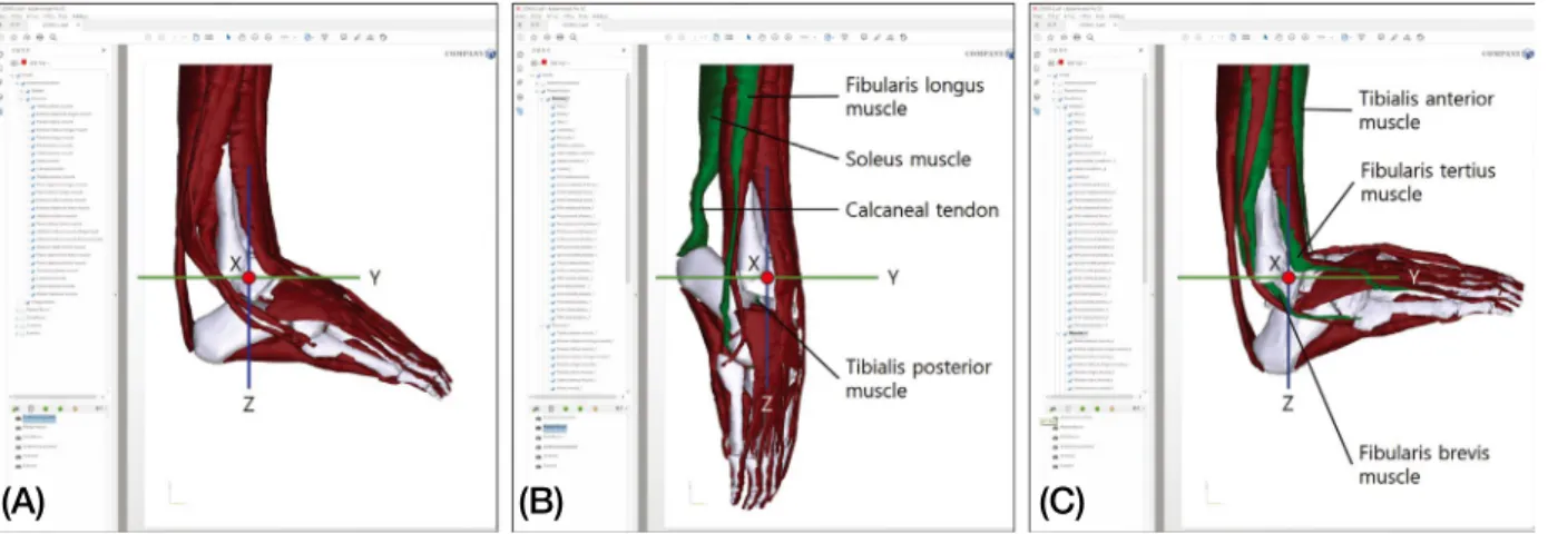 Fig. 2. Surface models for plantar flexion and dorsiflexion on ankle joint in a PDF file