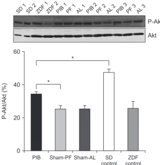 Fig. 6. The effect of the proximal intestinal bypass (PIB)  procedure on Akt phosphorylation in visceral fat tissues  in Zucker diabetic fatty (ZDF) and Sprague-Dawley (SD)  rats