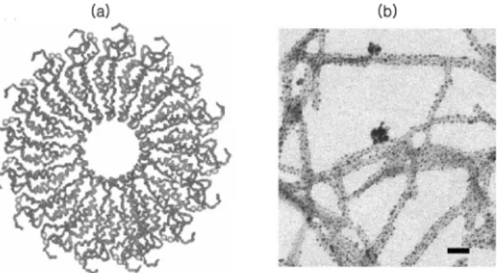 Fig. 8. Synthesis of nanowire colloids by gene-modified TMV (a) Cross-sectional image of TMV, (b)TEM image of nanowire by TMV (scale bar: 100 nm).
