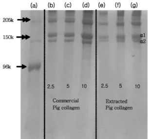 Fig. 2 는 분리, 정제한 콜라겐시료와 다른 동물성 유래 콜라겐 (type I)  시료들과의 성분분석을 위한 FT-IR spectra 이다. 3,400~