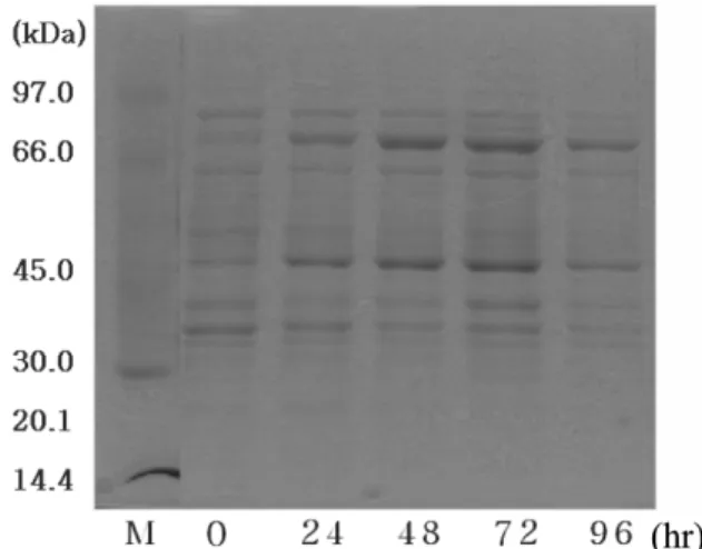 Fig. 2. Increase of rPH-20b protein of intracellular protein was mon- mon-itored by SDS-PAGE.