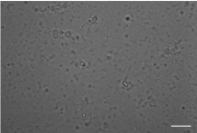 Fig. 3. Optical micrograph for aqueous equimolar mixture of DGDAC and SDS.