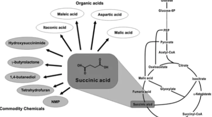 Fig. 2. Applications of succinic acid and central metabolic network of microorganisms.