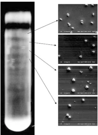 Fig. 7. Scanning electron micrographes of nonspherical hollow parti- parti-cles made of silica generated from (a) [TEOS]=31.94 mM and (b) [TEOS]=8.03 mM.