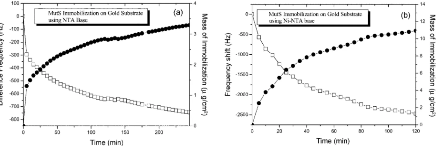 Fig. 7. The results from the changes in the vibration frequency for the passage of time, and the mass changes of the MutS protein on the gold sub- sub-strate