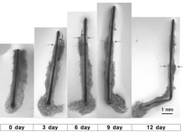 Fig. 3. Regression of hair bulb structure caused by fetal bovine serum after 4 days of organ culture (a: Philpott medium only b: Philpott medium with 5 ％  FBS).