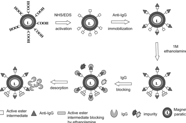 Fig. 1. Schematics of IgG purification by using anti-IgG coated magnetic particles.