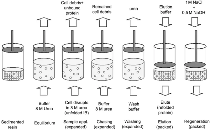 Fig. 9. Process sequence of the EBA-mediated refolding of the inclusion body protein from cell homogenate.