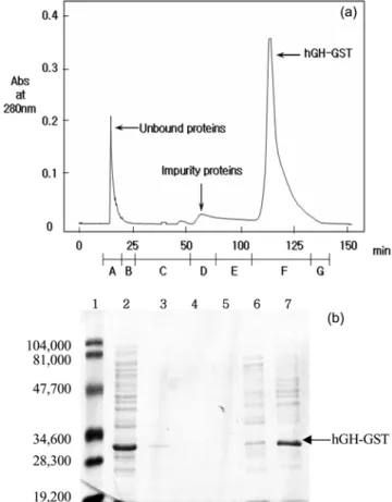 Fig. 12. (a) UV monitoring (at 280 nm) profile of the elution from the EBA-mediated refolding monitored, A: loading, B: chasing, C: urea washing D: 0.2 M NaCl elution E: 0.3 M NaCl  elu-tion, F: 0.4 M NaCl eluelu-tion, G: 1 M NaCl, and (b) the  SDS-PAGE of