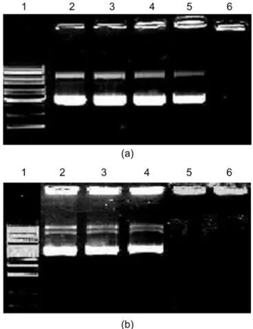 Fig. 2. Gel retardation assay. DNA/DP-chitosan complexes were ana- ana-lyzed on a 1% agarose gel electrophoreses