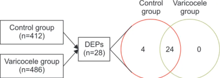 Fig. 1. The number of proteins identified in the control (n=412) and  varicocele groups (n=486) along with the differentially expressed  proteins (DEPs) in the control and varicocele groups.