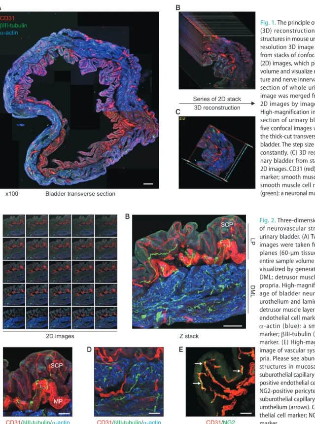 Fig. 1. The principle of three-dimensional  (3D) reconstruction of neurovascular  structures in mouse urinary bladder