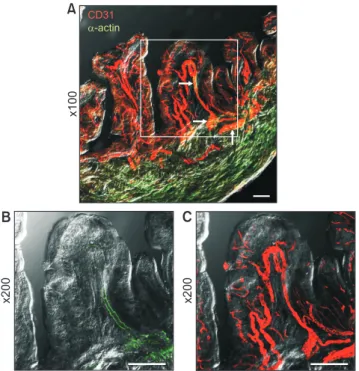 Fig. 3. Three-dimensional (3D) reconstruction of vascular structures  in mouse urinary bladder