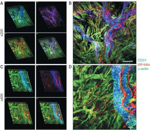 Fig. 5. Neurovascular structures in a  whole mount preparation of the  detru-sor muscle layer