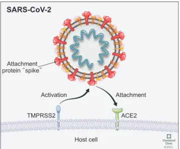 Fig. 1. Graphical representation of SARS-CoV-2 infection. Infection is  mediated by the binding between viral spike proteins and  angioten-sin I converting enzyme 2 (ACE2) cellular receptor, and the further  proteolytic cleavage and activation of spike pro