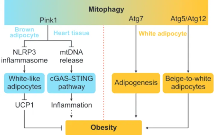 Fig. 1. The Yin-yang roles of mitophagy in obesity. PTEN-induced puta- puta-tive kinase 1 (Pink1) deficiency activates nod-like receptor family pyrin  domain containing 3 (NLRP3) inflammasome, leading to decreased  uncoupling protein 1 (UCP1) expression an