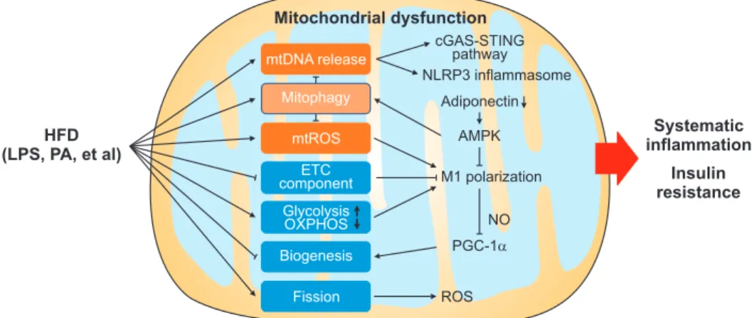 Fig. 2. Schematic diagram showing diet-induced mitochondrial dysfunction in obesity-related inflammation and insulin resistance