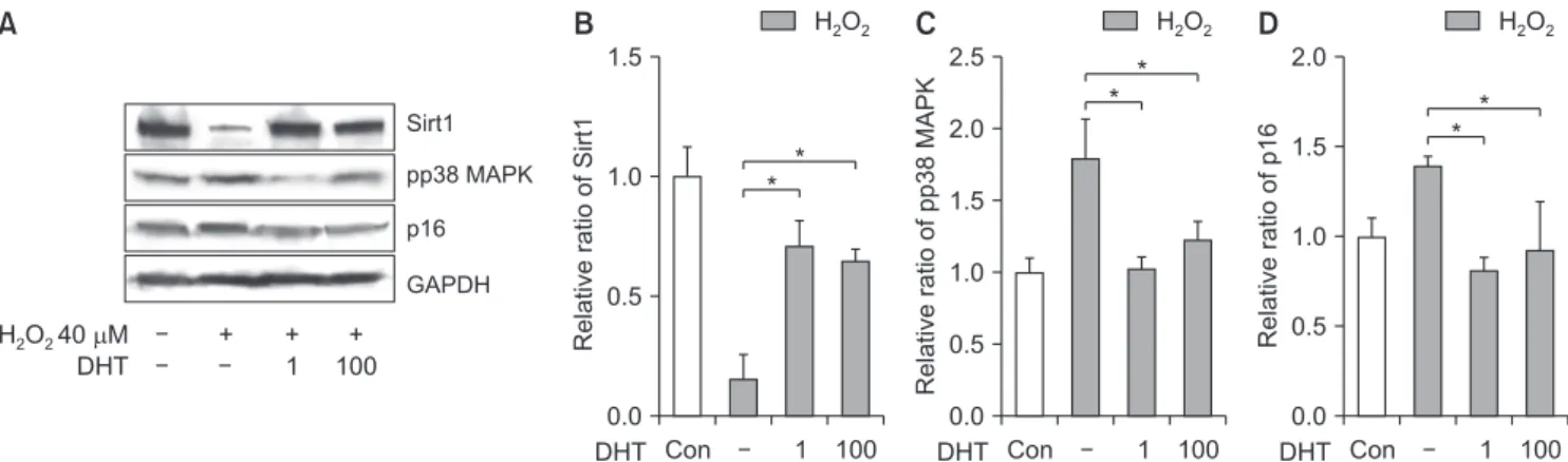 Fig. 4. (A, B) Effect of DHT treatment on the markers related to the cellular aging process